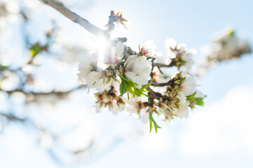 mandelblüte im frühling auf ibiza im sonnenschein