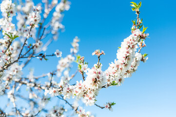 mandelblüte im frühling auf ibiza im sonnenschein