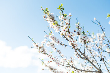 mandelblüte im frühling auf ibiza im sonnenschein