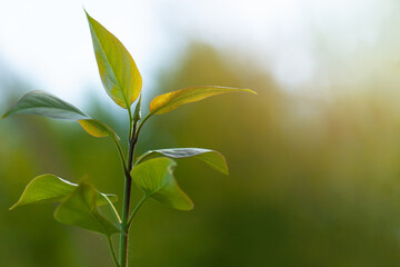 Blurred spring nature background with green tree leaves