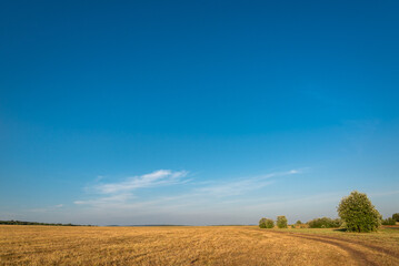 Obraz premium Yellow field, forest and road. Beautiful landscape.