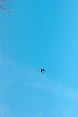 A full frame cloudy blue sky with small bird against them flying
