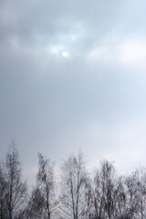 A heavy cloud blue gray sky with a full moon. Several silhouette of leafless trees below during a winter or spring