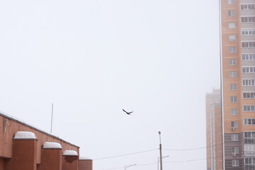 A bird is flying against a misty cloudy white sky in the residential area near tall residential buildings