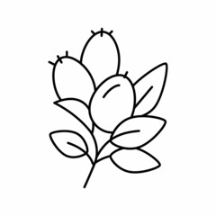 rosehip aromatherapy line icon vector isolated illustration
