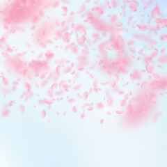 Sakura petals falling down. Romantic pink flowers gradient. Flying petals on blue sky square background. Love, romance concept. Wondrous wedding invitation.