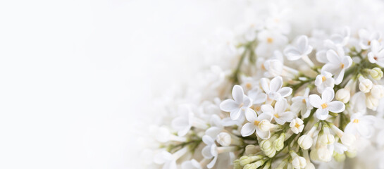 Fototapeta białe kwiaty bzu obraz