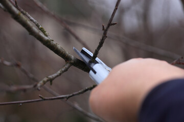 Spring pruning of trees with pruning shears. In the garden of a country house.