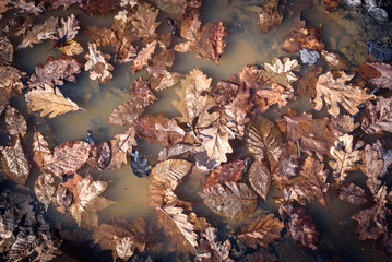 Yellowed fallen oak leaves lie on the water surface of the puddle, covered with raindrops on an autumn day