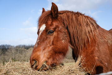 Le cheval qui mange