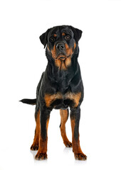 Obraz premium rottweiler in studio