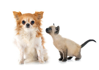 chihuahua and kitten
