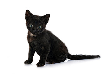kitten in studio