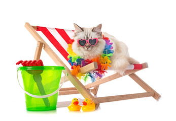 birman cat in studio