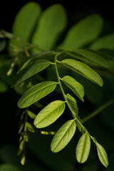 green leaves