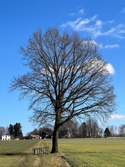 Ein Baum vor dem ein abgebauter Hochsitz liegt. Mitten in der Natur, Landleben, leben auf dem Land, ausserhalb, auf dem Dorf