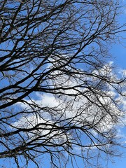 Die Äste eines Baumes bei Sonnenlicht und im Hintergrund ein bewölkter Himmel.