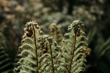 close up of fern fronds and leaves