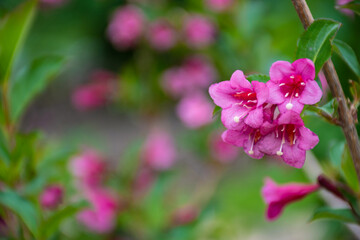 Inflorescence of pink bells of a plant with the scientific name 