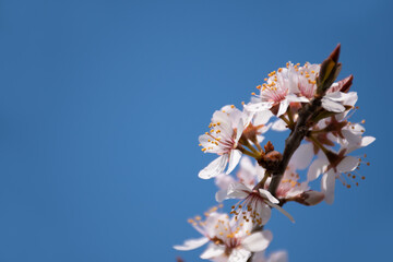 Fluffy blooming sakura twig on a background of blue sky on a clear spring day: a place for text, spring tabloid - obrazy, fototapety, plakaty