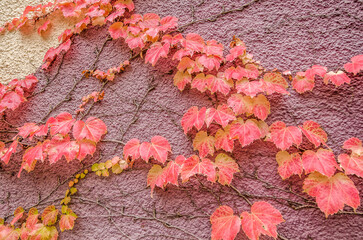 Autumn Leaves Climbing a Wall 82142
