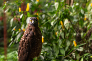 View and landscape of Mindanao Region, The Philippines, Lanuza area and Cortez.