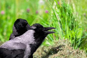 Hooded crow grooming another crow in summer. Green grass and flowers in the background. Corvus corone cornix.