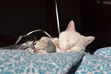 cat sleeping on the bed