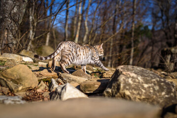 Cat portrait. A pretty cute cat with yellow eyes walks in the woods