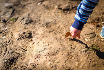 A child is playing with oak leaves. Active family pastime in nature
