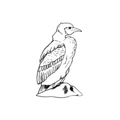 Image of a cormorant in black and white