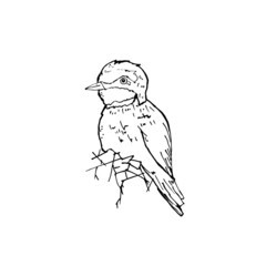 Golden bee-eater in black and white