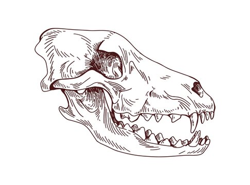Wolf head skull. Dogs skeleton profile. Detailed anatomy drawing of hounds face bone with teeth, fangs. Outlined sketch of dead canine animal. Drawn vector illustration isolated on white background