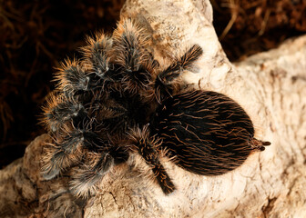 Close-up female of spider tarantula  (Brachypelma albopilosum) sits with his legs tucked up on the snag on brown ground background. Top view.