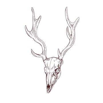 Deer skull with horns. Dead animals head bone with antlers. Vintage anatomy drawing of etched skeleton. Outlined cranium sketch. Detailed hand-drawn vector illustration isolated on white background