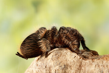 Close-up female of spider tarantula  (Brachypelma albopilosum) sits on the snag on green leaves background. The head is not visible behind the legs