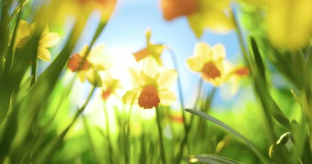 Flowers of daffodils narcissus in morning, spring