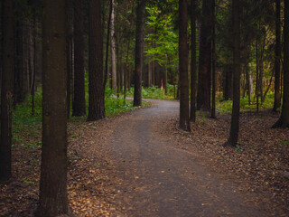 traditional forest of central Russia, summer sunset