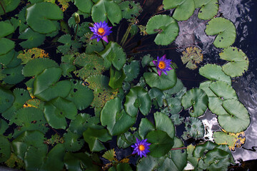 Blooming water lilies with green leaves on the water. Lilac water lily on the water.