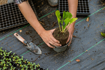 Gardening concept several green plants repotted to bigger-sized pots to allow the plants to grow larger