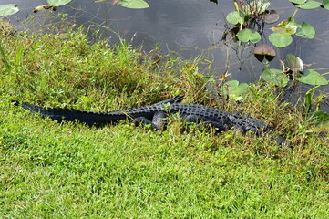 Alligator im Everglades National Park, Florida