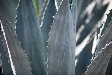 Agave close up. Cactus backdround, cacti design or cactaceae pattern.