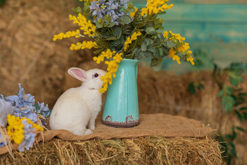 A white rabbit sits on hay and smells yellow and blue flowers. Fluffy animal, rodent. Easter. Symbol of 2023 New Year, Christmas.