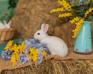A white rabbit sits on hay and smells yellow and blue flowers. Fluffy animal, rodent. Easter. Symbol of 2023 New Year, Christmas.