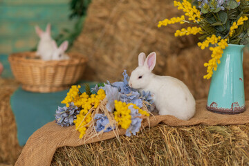 A white rabbit sits on hay and smells yellow and blue flowers. Fluffy animal, rodent. Easter. Symbol of 2023 New Year, Christmas.