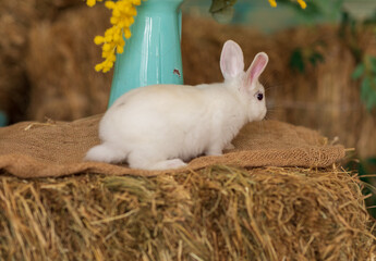 A white rabbit sits on hay surrounded by white and blue flowers. Fluffy animal, rodent. Easter. Symbol of 2023 New Year, Christmas.