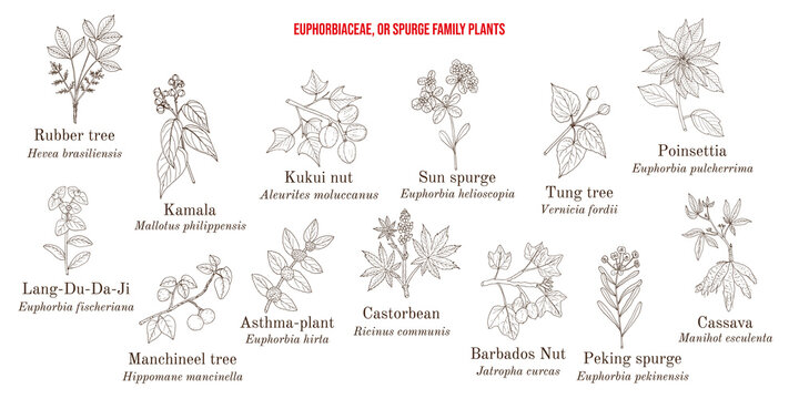 The Euphorbiaceae, or spurge plant family collection