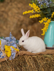 A white rabbit sits on hay and smells yellow and blue flowers. Fluffy animal, rodent. Easter. Symbol of 2023 New Year, Christmas.