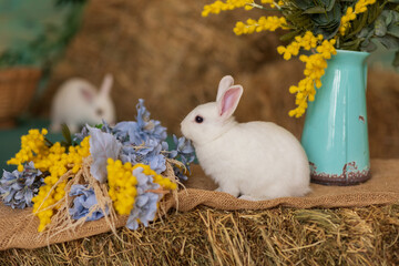 A white rabbit sits on hay and smells yellow and blue flowers. Fluffy animal, rodent. Easter. Symbol of 2023 New Year, Christmas.
