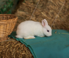 A white rabbit sits on hay surrounded by white and blue flowers. Fluffy animal, rodent. Easter. Symbol of 2023 New Year, Christmas.